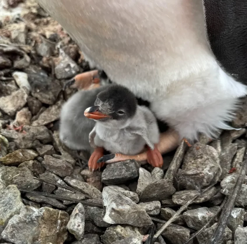 пінгвінятко Вернадський