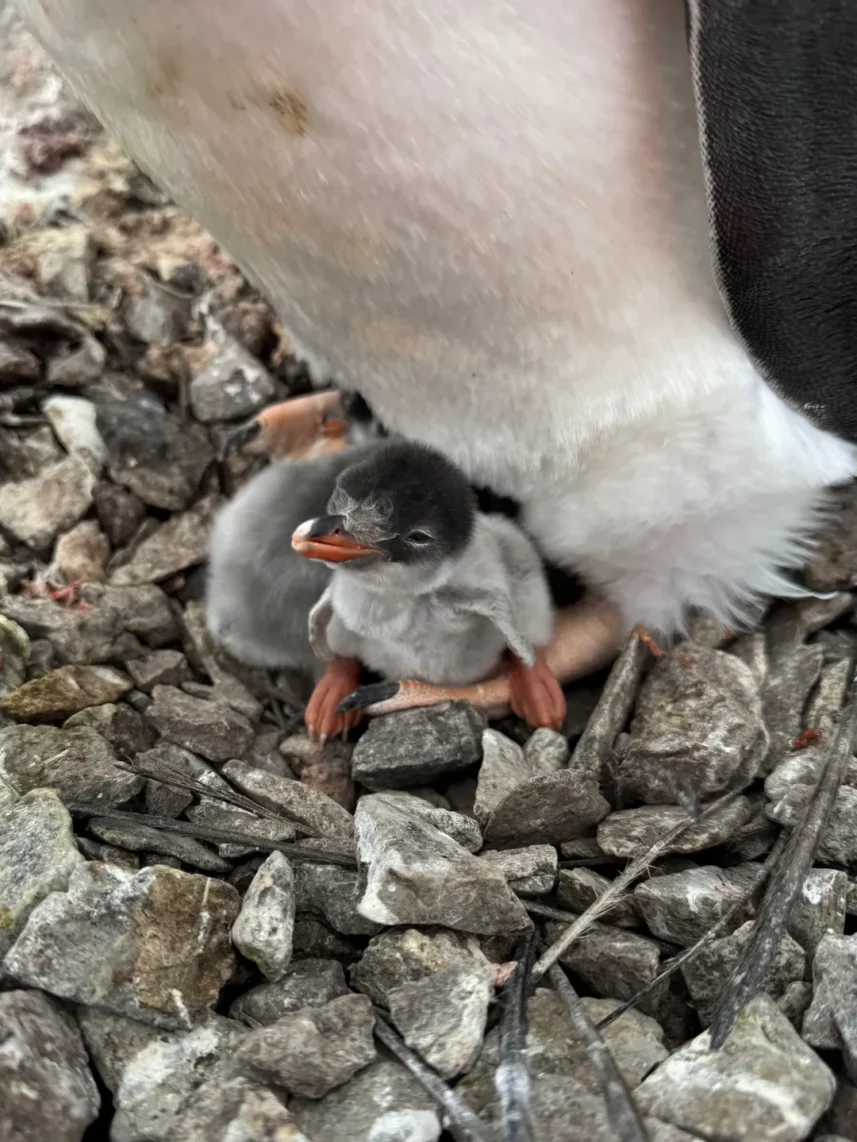 пінгвінятко Вернадський