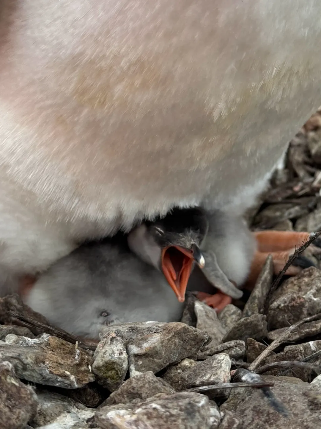перше пінгвінятко Вернадський