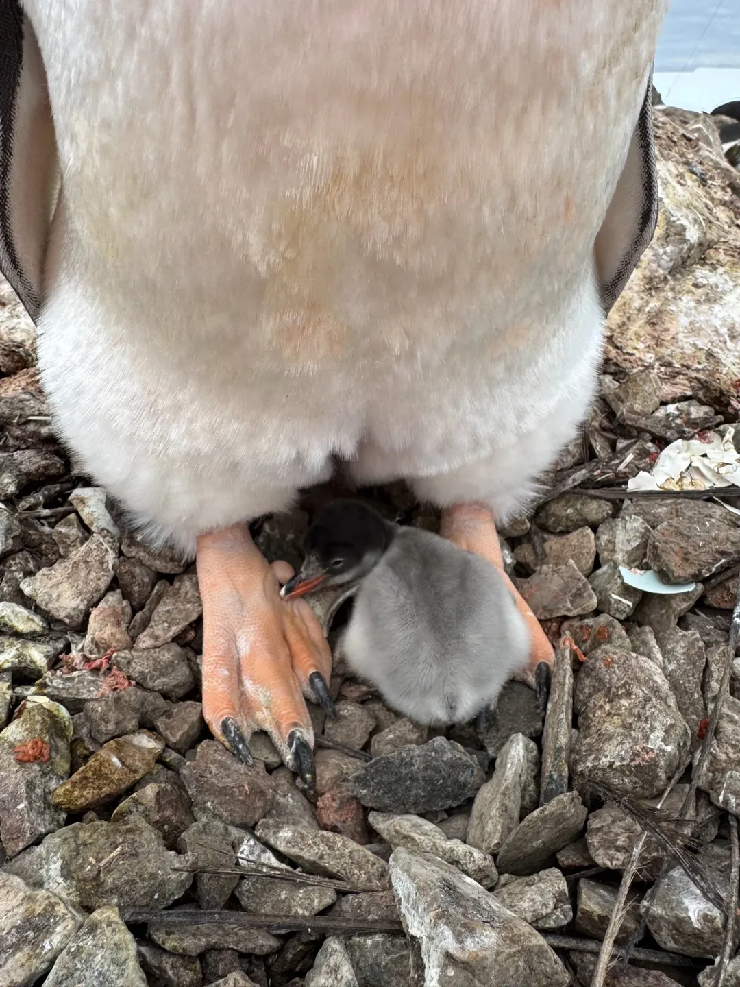 пінгвінятко на станції "Академік Вернадський"