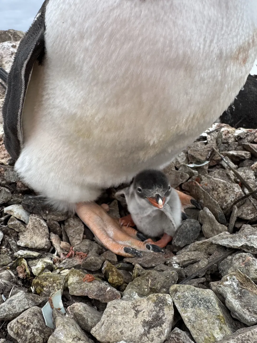 перше пінгвінятко на станції "Академік Вернадський"