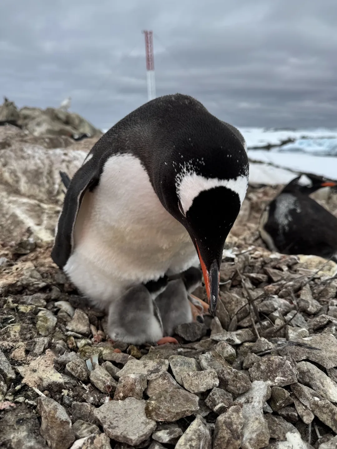 пінгвінята "Академік Вернадський"