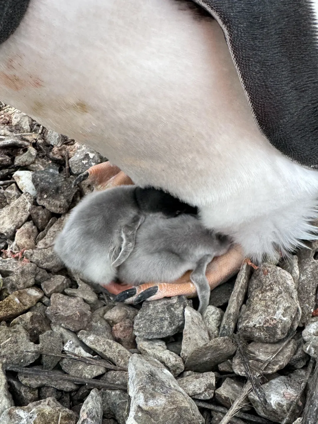 пінгвінятко "Академік Вернадський"