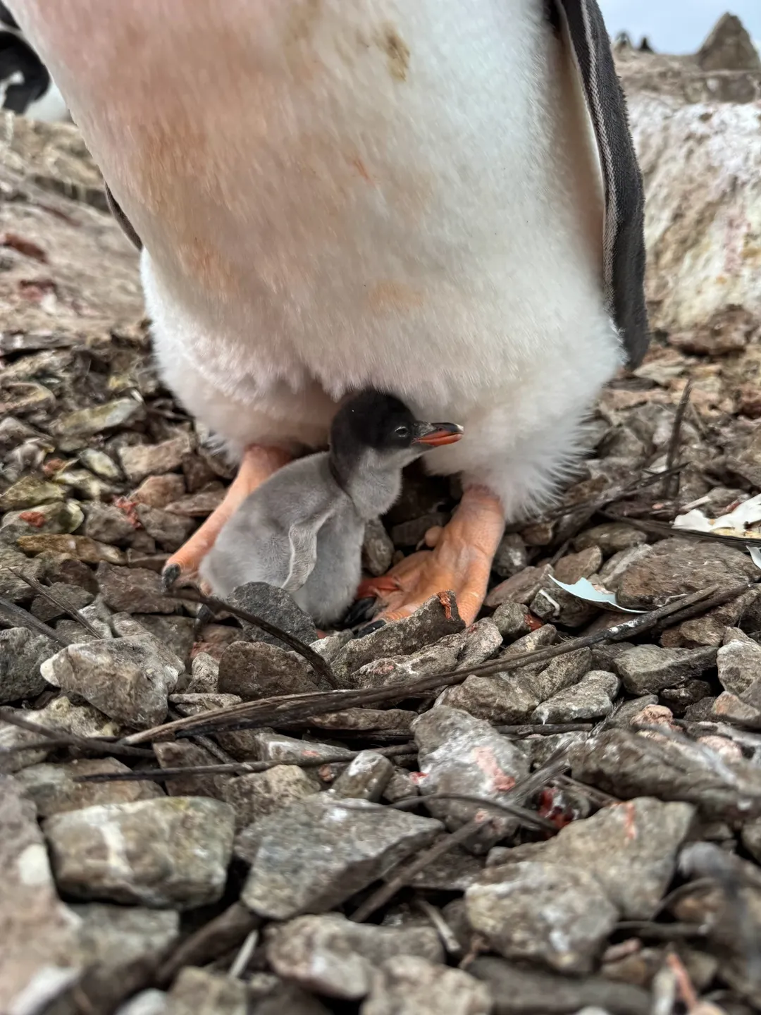 перші пінгвінята на станції "Академік Вернадський"