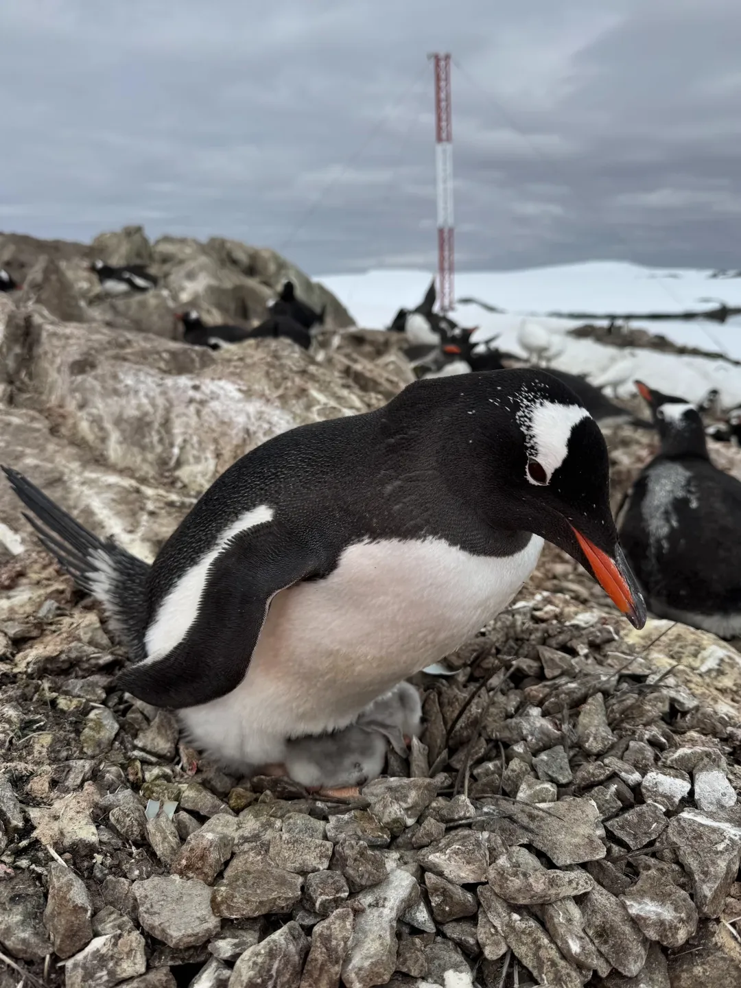 пінгвінята "Академік Вернадський"